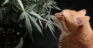Discover Quality Marijuana Seeds Ohio for Your Next Grow