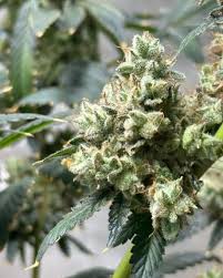 Discover Quality Marijuana Seeds Ohio for Your Next Grow